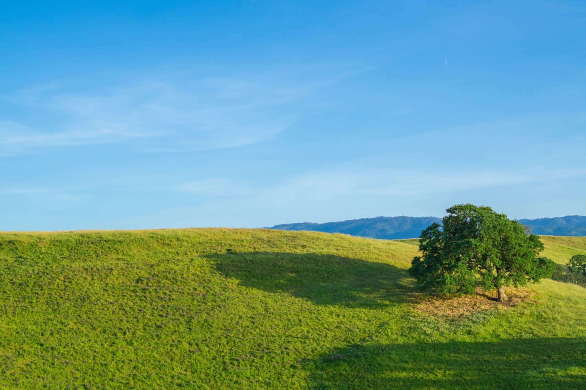 SALD blue sky and green grass